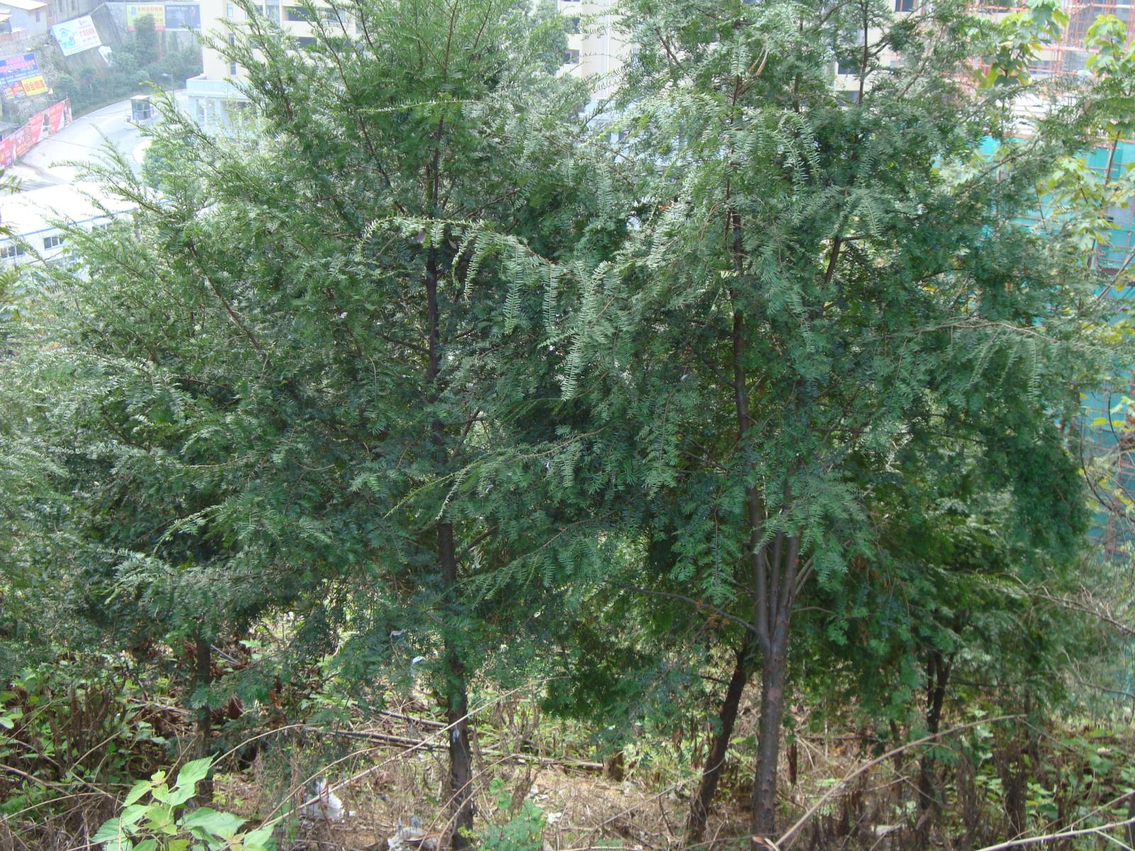 4、菌山红豆杉林.JPG