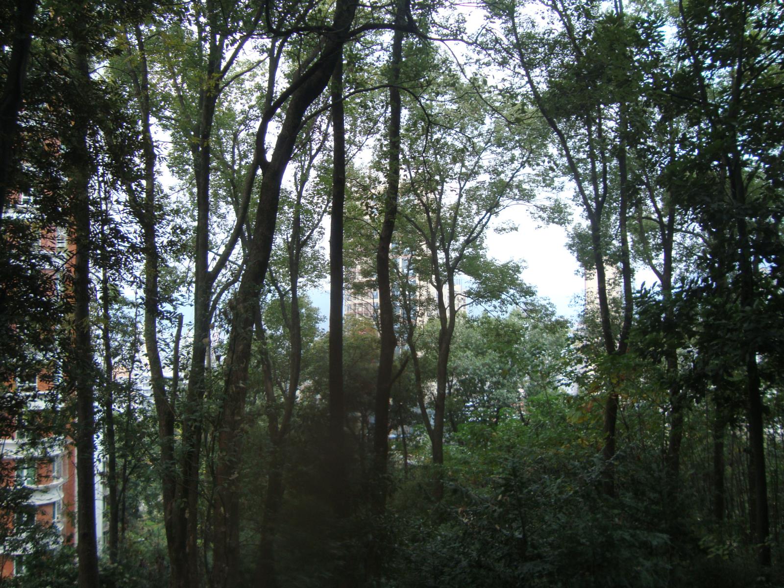 5、菌山樟树林.JPG
