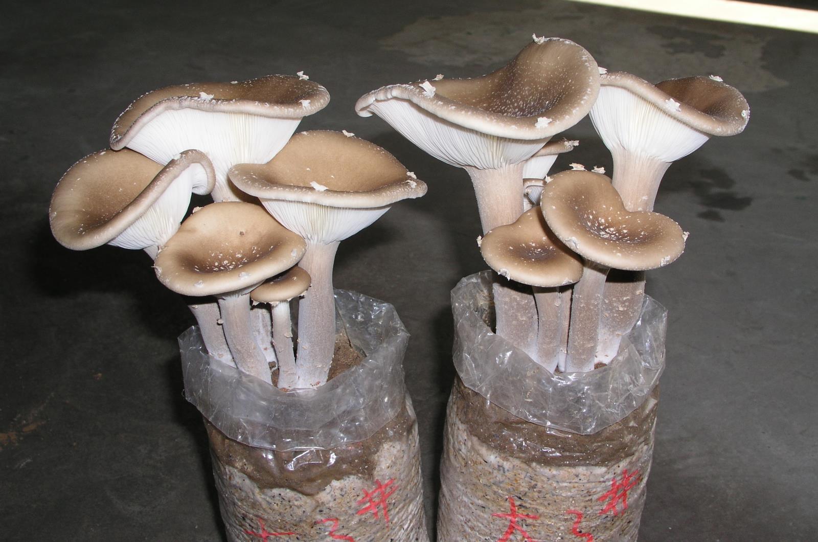 4、大杯蕈 Lentinus giganteus Berk．.jpg