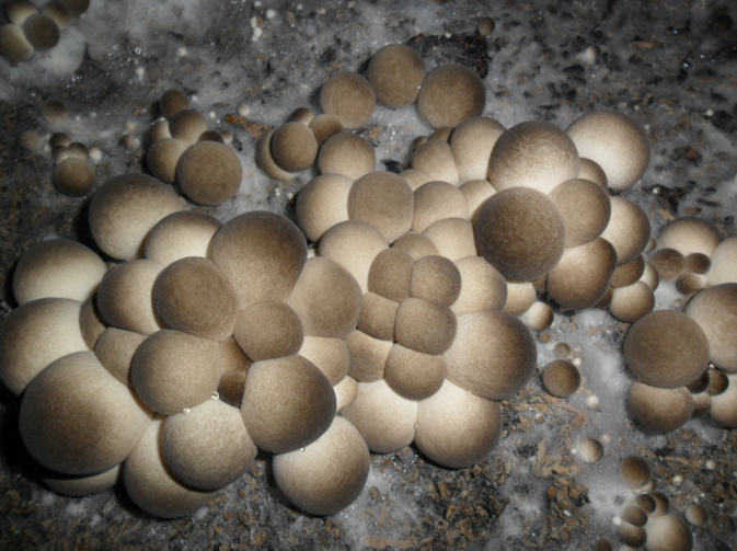 7、草菇Volvariella volvacea (Bull.) Singer.png