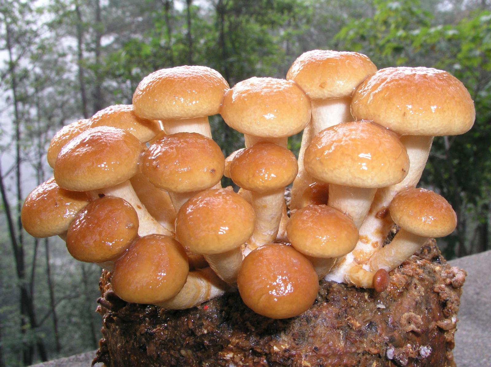 10、滑菇Pholiota nameko (T．Ito) S．Ito et S.lmai.jpg