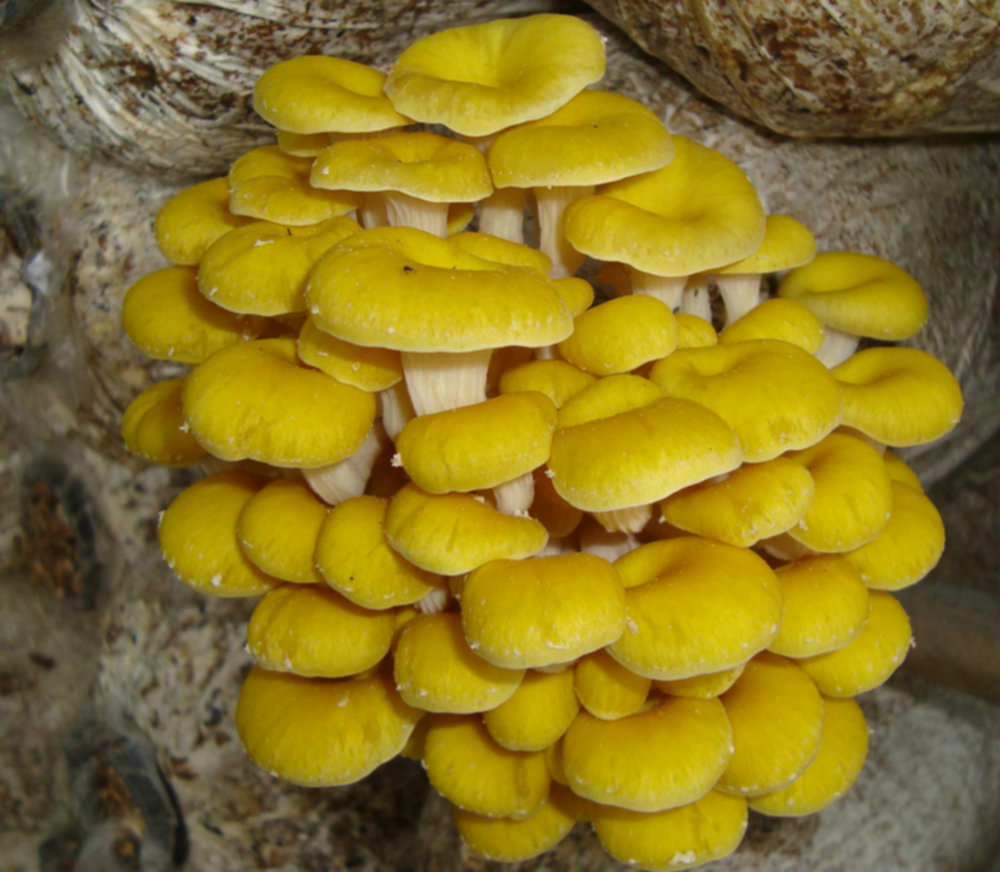 11、黄金菇Pleurotus citrinopileatus Singer.JPG