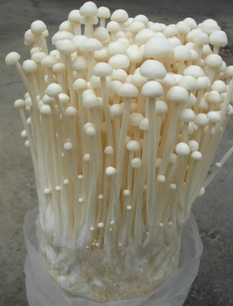 16、金针菇Flammulina velutipes (Curtis) Singer.JPG