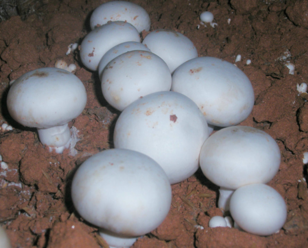 18、蘑菇Agaricus bisporus (J.E. Lange) Imbach.JPG