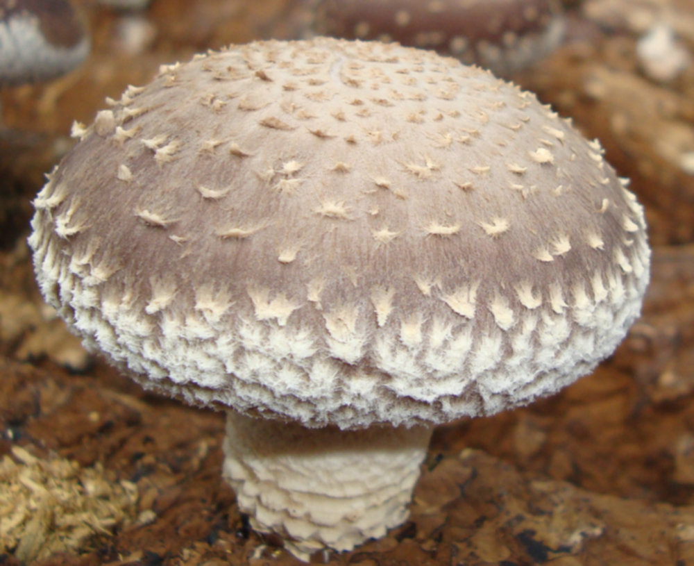 21、香菇Lentinula edodes (Berk.) Pegler.JPG