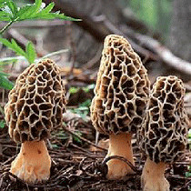 35、羊肚菌Morehella esculenta (L. ) Pers.bmp