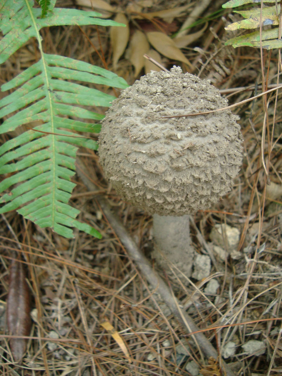 36、松果伞Amanita strobiliformia(Vitt.)Quel.JPG