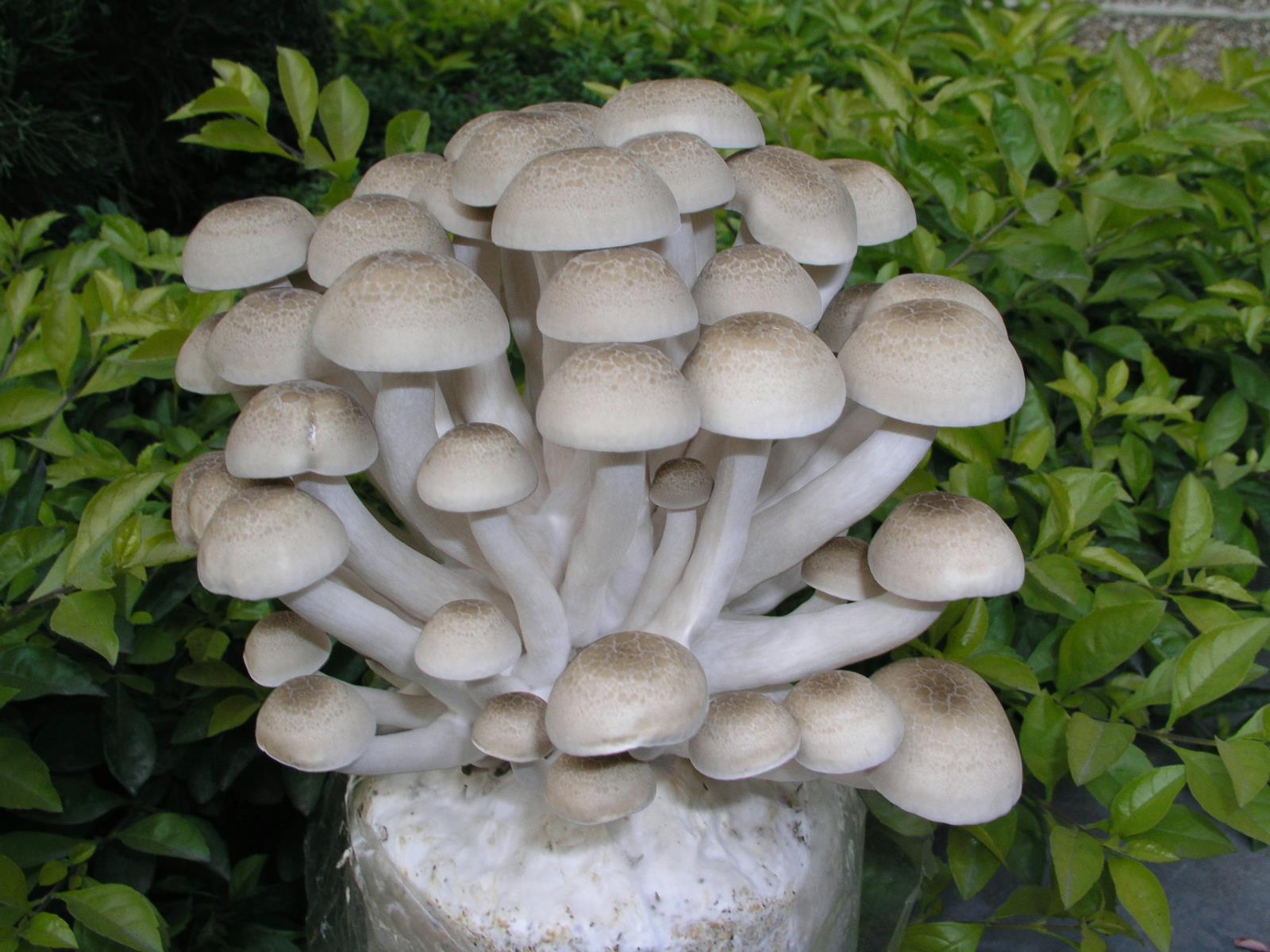 26、真姬菇Hypsizygus marmoreus (Peck) H.E. Bigelow.jpg